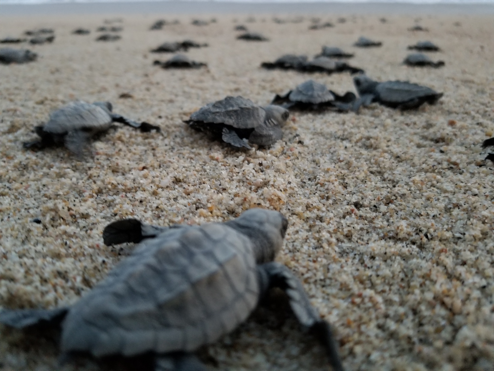 Cabo San Lucas Turtle Release