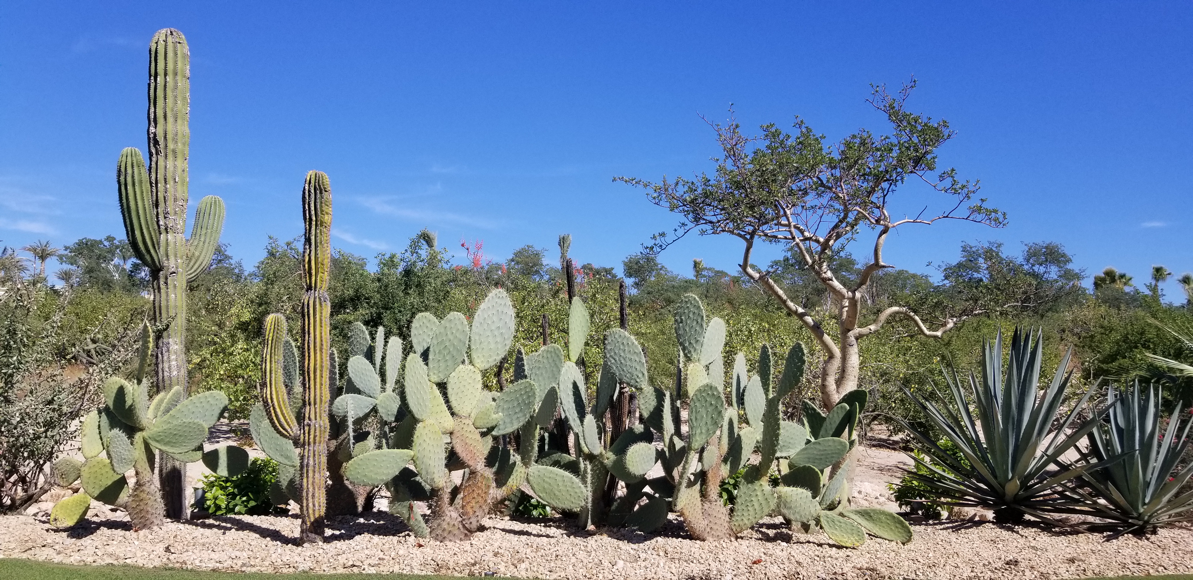 Cabo San Lucas Prepping for Travel